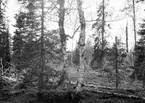 Boplats för Lappmes, Parus lapponicus,  19 Juni 1909. Blandskog i lappland