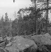 Boplats för Varfågel (Lanius exubitor) 18 jun1912.Boet i lutande tallen mitt i bilden.