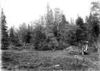 Björktrast  terräng, Turdus pilaris, (Eirafors, lite svår tydd text) 16 juni 1911, Jämtland