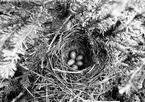 Boplats för rödvingetrast, Turdus iliacus, 20 juni 1912