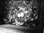 Bo av tornsvala (Apus apus) i hålk. 
8/6-1911