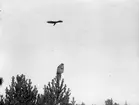 Ormvråk, Buteo b. buteo. Ormvråk och uv, 21 oktober 1917