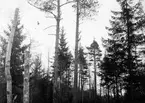 Boplats för spillkråka, Picus martius, april 1918