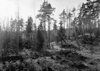 Biotop för spillkråka, Pieus martius, 19/3 1918