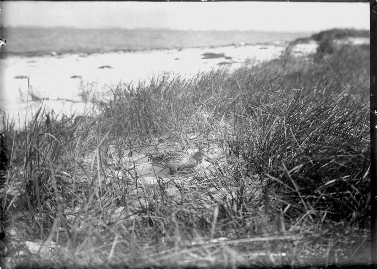 Skedand går till boet.

5/6-1912.