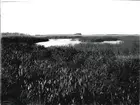 Göl i sjön
Biotop för skedand maj 1921