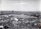 Biotop för vigg (Fugula cristata).
20/5-1936.
Mannen vid boet.