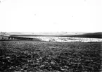 Biotop för rödhalsad dopping, Podiceps rubricollis, Barasjön, Bara, 22 maj 1904  expos. 1/15 Bl.96