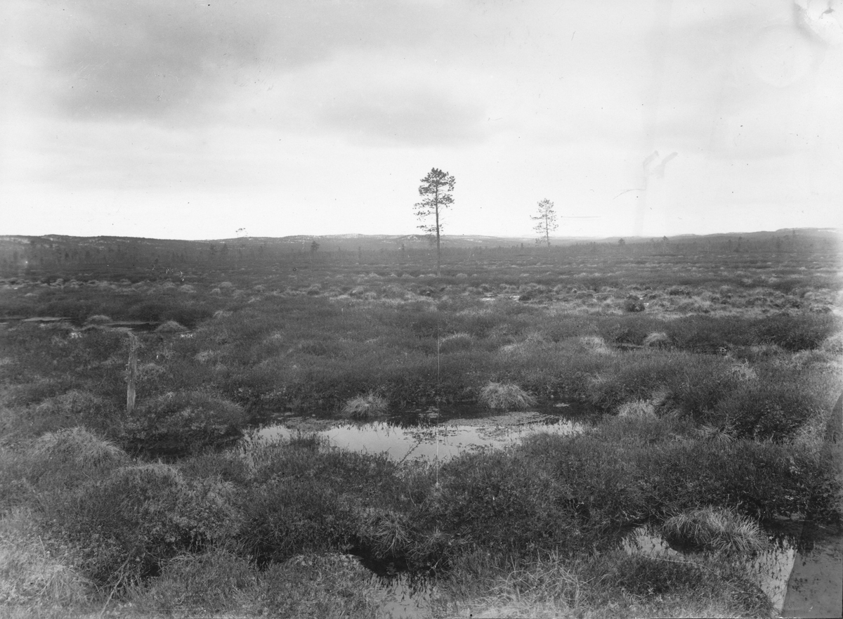 Biotop för myrspov, limosa lapponica