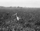 Boplats för långnäbba, limosa limosa