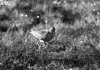 Storspov, Numenius arquata. Storspoven står över äggen, Vissmossen, Satserup, Skåne