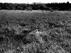 Storspov, Numenius arquata, i boet, Vissmossen, Satserup, Skåne