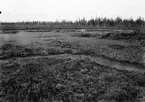 Biotop för småspov, Numenius phaeopus, / Kan ej tyda ordet)       Allavara, Lappland 19 juni 1909