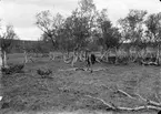 Scolopax major, dubbelbeckasin, terräng. Enbågen, Enafors, Jämtland, 15 juni 1911.                                      Mannen pekar på boet.