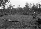 Boplats för scolopax major, dubbelbeckasin,                       Enbågen, Enafors, Jämtland,               15 juni 1911.