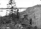 Boplats för drillsnäppa, Actitis hypoleucos,                                  Vittsö, Skåne                                 (boet framför mannen)