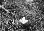 Bo av Totanus ochropus, gropsnäppa,  Vernamo 22 maj 1905 Småland