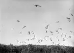 Kentska tärnor, Sterna cantiaca,  över Måkläppen, (en skrattmås överst), 10/6 1926