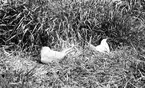 Ett par Kentska tärnor, Sterna cantiaca