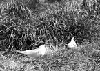 De båda Kentska tärnorna, Sterna cantiaca,  20/6 1917