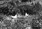 Det första paret Kentska tärnor, Sterna cantiaca, 1912