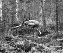 Trana, Grus g. grus. Tranan ordnar med äggen