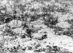 Vitbröstad sandrullning (Charadrius cantianus) i boet.