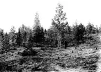 Boplats av Gluttsnäpa(Totanus glottis) 14 juni 1913