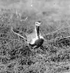 Ljungpipare över boet, Charadrius apricarius, 28/6 1929, Torneträskfjällen