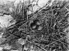 Bo av Dvärgmås (Larus Minútus) 
31/5-1918.