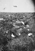 Skrattmås (Larus ridibúndus) 31/5-1925.