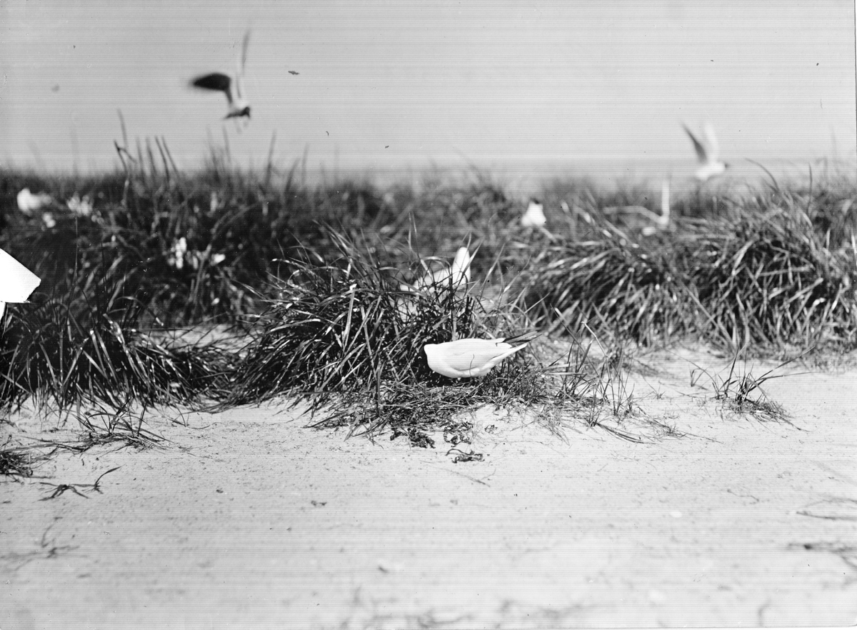 Skrattmås (Larus Rdibúndus) 31/5-1914.