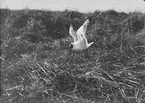 Skrattmås (Larus Rdibúndus) har slagit med vid boet, 20/5-19109.