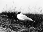 Skrattmås (Larus Rdibúndus) juni 1922.
