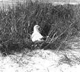 fiskmås, Larus Canus, stående vid äggen