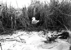 fiskmås, Larus Canus på krönet. 25 maj 1909