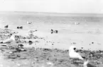 fiskmås, Larus Canus och skrattmås på blåsand. 29 Juni 1926