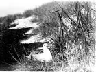 fiskmås, Larus Canus i bo 27 maj 1917