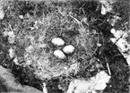 Fågelbo gråtrut, Larus Argentatus, 11 juni 1914