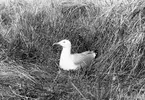 Gråtrut, Larus Argentatus, Ruvande. 30 maj 1909