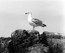 Gråtrut, Larus Argentatus