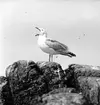 Gråtrut, Larus Argentatus, som gäspar