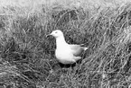 Gråtrut, Larus Argentatus, nära bo
