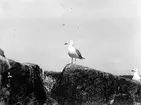 Gråtrut, Larus Argentatus