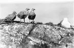 Gråtrut, Larus Argentatus, sovande med ungar Hur länge ska hon sova?