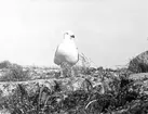 Gråtrut, Larus Argentatus, Moderlycka har en unge under sig och en unge nedåt till höger.