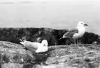 Gråtrut, Larus Argentatus, ett gråtrutspar honan ligger i boet