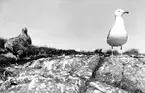 Gråtrut, Larus Argentatus med ungar, 1933