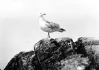 Gråtrut, Larus Argentatus
