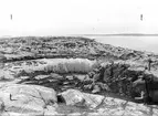 Gråtrut, Larus Argentatus, Parti av Orskär med massaona av gråtrutar